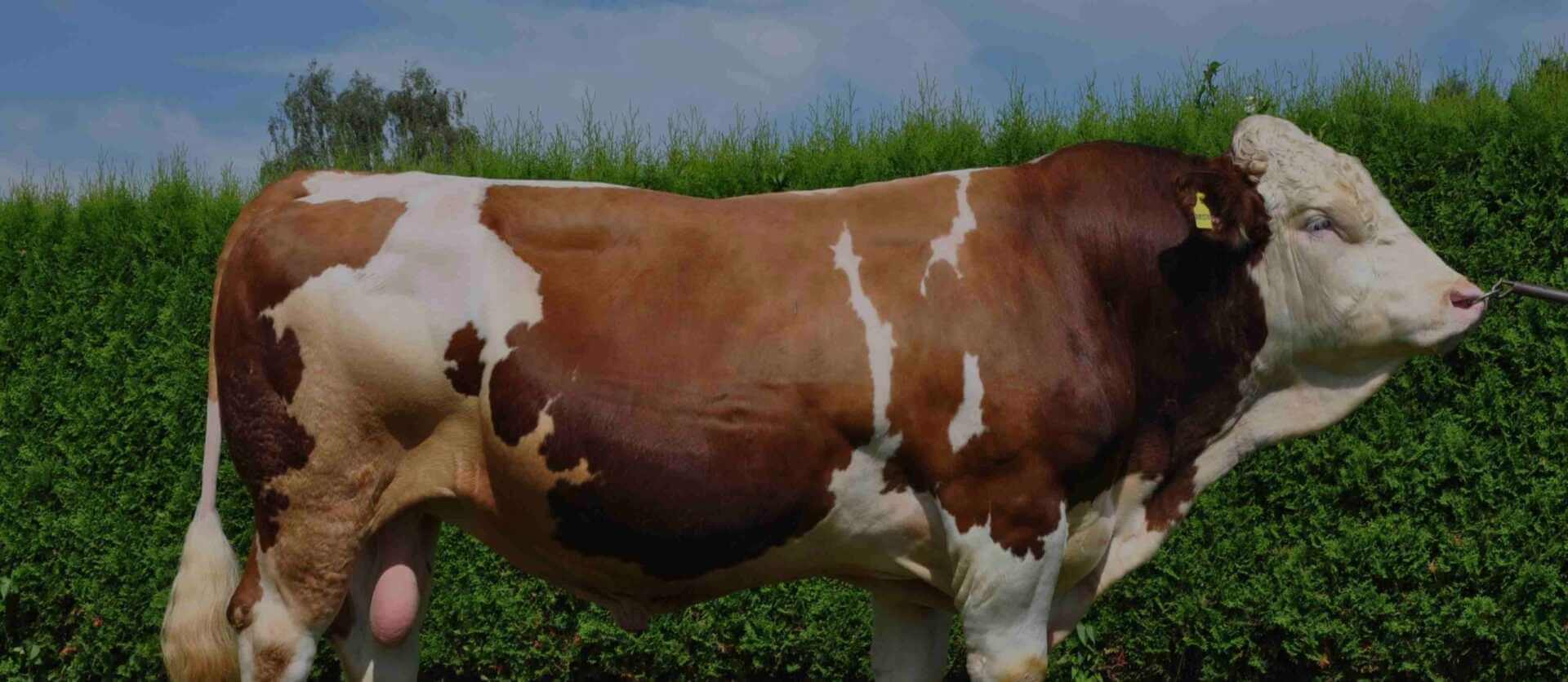 2024 KURBANLIK SATIŞLARIMIZ BAŞLAMIŞTIR!